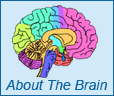 About The Brain